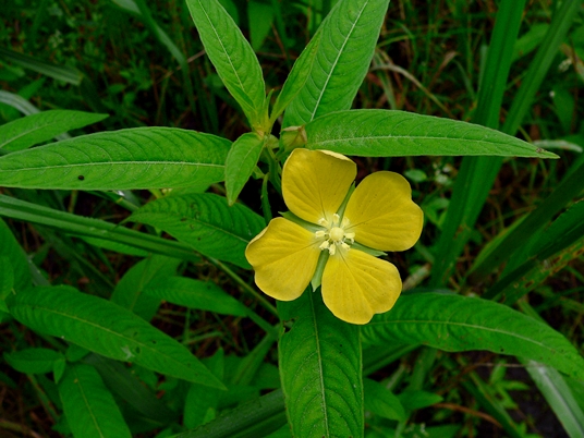 {Ludwigia peruviana}